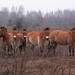 Equus ferus - Photo 由 Denys Vyshnevskyi 所上傳的 (c) Denys Vyshnevskyi，保留部份權利CC BY-NC