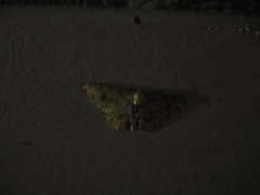 Psilalcis galsworthyi