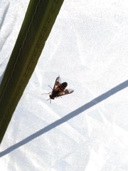 Chrysops coloradensis