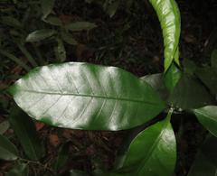 Tabernaemontana ventricosa