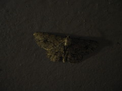 Psilalcis galsworthyi