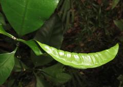 Tabernaemontana ventricosa