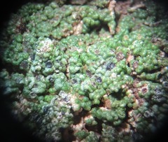 Aspicilia glaucopsina