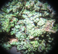 Aspicilia glaucopsina