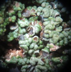 Aspicilia glaucopsina