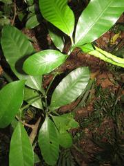 Tabernaemontana ventricosa