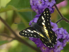 Catasticta cora