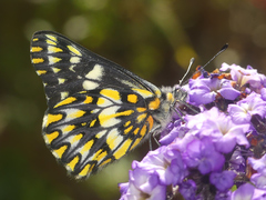 Catasticta cora