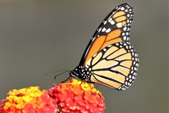 Danaus plexippus