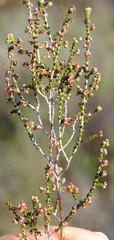 Erica rigidula