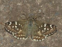 Chirgus bocchoris trisignatus