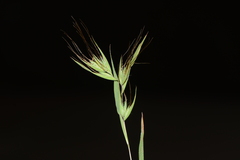 Themeda
