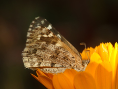 Chirgus bocchoris trisignatus