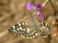 Chirgus bocchoris trisignatus