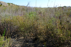 Erica rigidula
