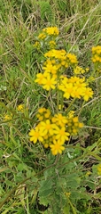 Senecio subcanescens