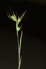 Themeda