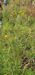Senecio subcanescens