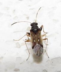 Pseudopachybrachius reductus