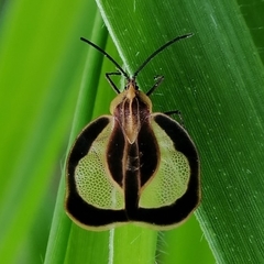 Eurypharsa nobilis
