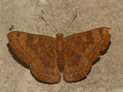 Emesis mandana