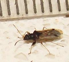 Pseudopachybrachius reductus