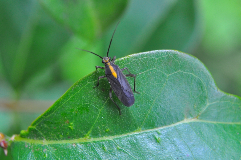 Prepops subannulatus