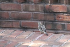 Passer domesticus