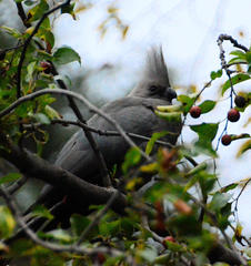 Corythaixoides concolor bechuanae