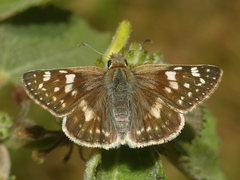 Heliopetes domicella