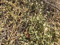 Blutaparon vermiculare