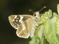 Heliopetes domicella