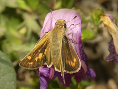 Hylephila phyleus andina