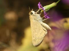 Hylephila phyleus andina