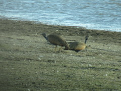 Eupodotis caerulescens