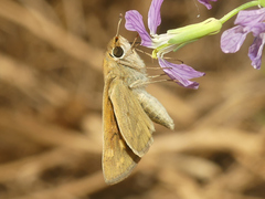 Hylephila phyleus andina