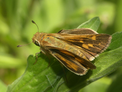 Hylephila phyleus andina