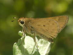 Hylephila phyleus andina