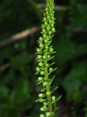 Umbilicus horizontalis