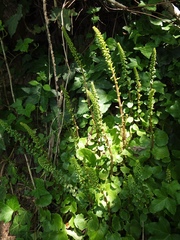 Umbilicus horizontalis