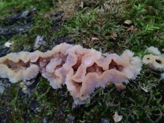 Merulius tremellosus