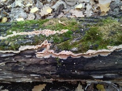 Merulius tremellosus