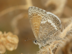 Leptotes callanga