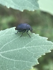 Colaspis brownsvillensis