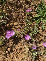 Lampranthus sociorum