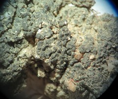 Aspicilia glaucopsina