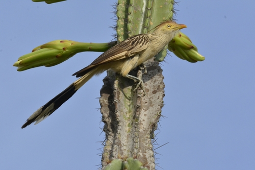 Guira Cuckoo