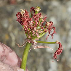 Nerine sarniensis