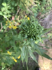 Rhopalomyia capitata