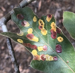 Polystepha pustuloides